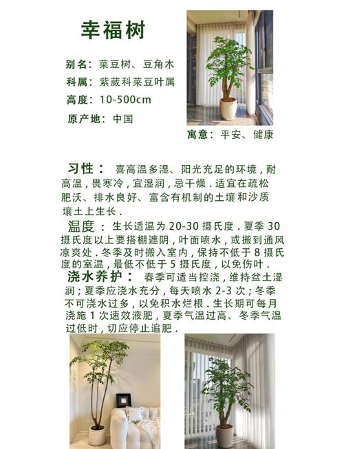 门口能种什么树?选这5种吉利又安全的树种,附养护指南 门口种树需避开的“坑”