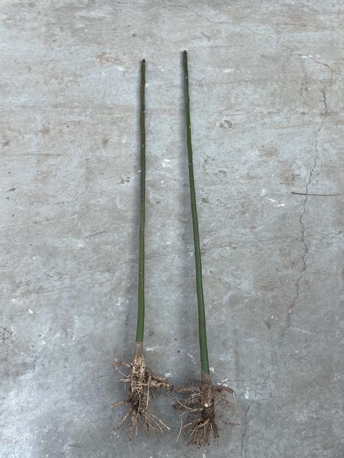 季节 —— 春秋两季价格最低，夏季反季节苗价高20%～30%