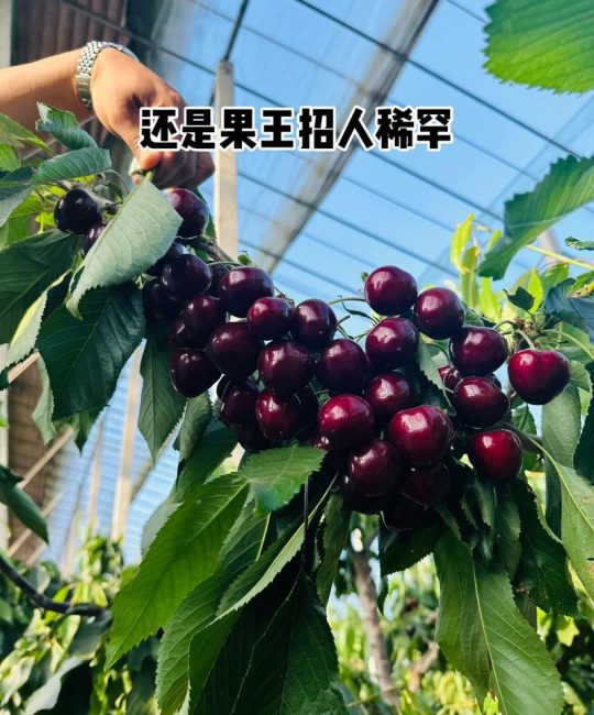 美早大樱桃品种介绍