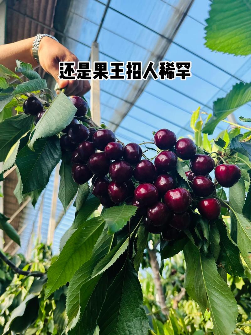 美早大樱桃品种介绍
