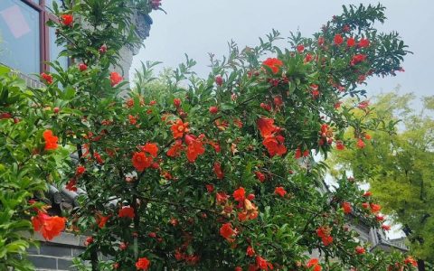 石榴树开花太多怎么办？花期控花与促果修剪全攻略