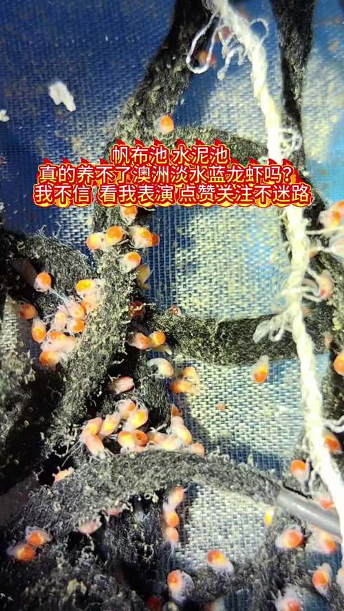 有没有龙虾苗?探索龙虾苗在家庭园艺中的神奇用途 二、龙虾苗在园艺中的三大核心应用