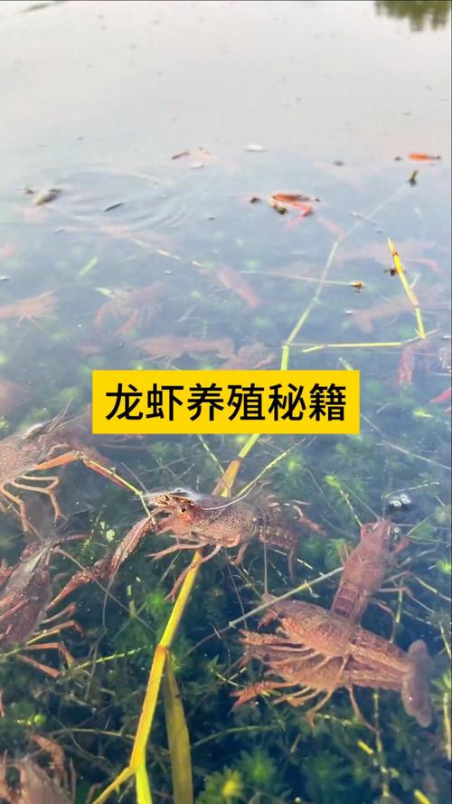 有没有龙虾苗?探索龙虾苗在家庭园艺中的神奇用途 四、园艺中应用龙虾苗的注意事项