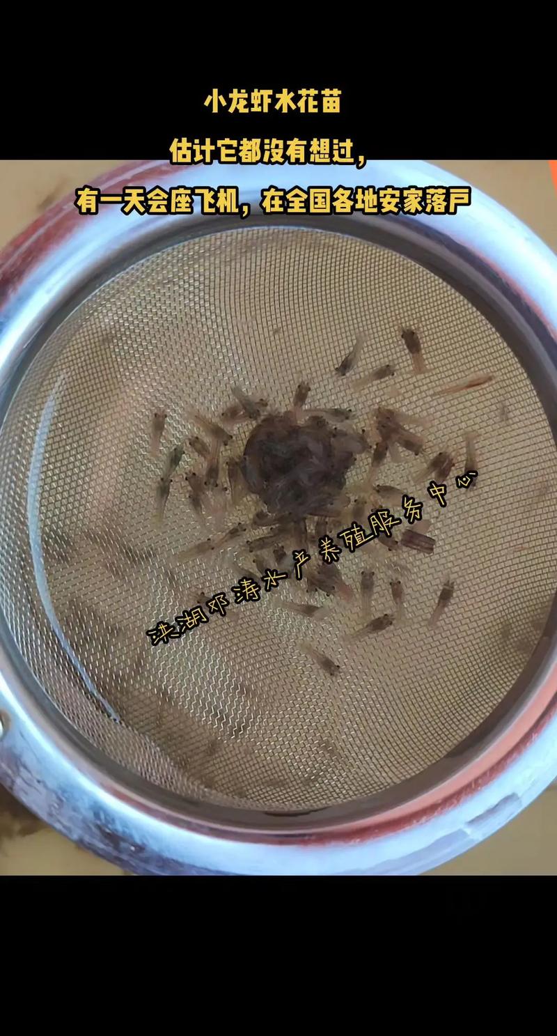 有没有龙虾苗?探索龙虾苗在家庭园艺中的神奇用途 三、如何获取龙虾苗?