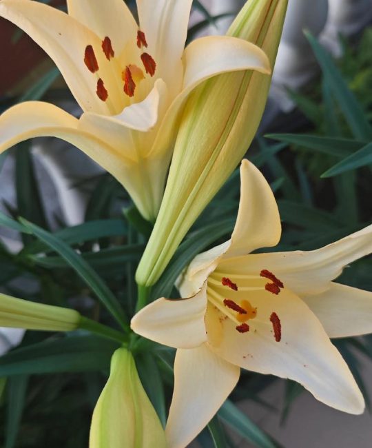 六月份适合种的花及夏季种植全流程指南