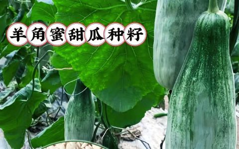 羊角蜜种子哪个品牌的好？种植老农推荐这4个，出芽率高口感甜脆