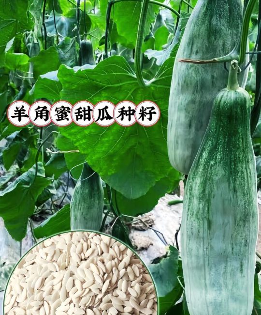 羊角蜜种子哪个品牌的好？种植老农推荐这4个，出芽率高口感甜脆