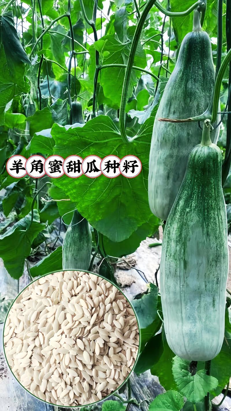 羊角蜜种子哪个品牌的好?种植老农推荐这4个,出芽率高口感甜脆 一、这几家品牌的羊角蜜种子,买过的人都说稳