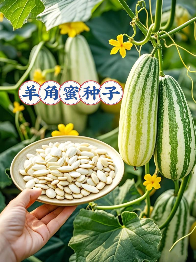 羊角蜜种子哪个品牌的好?种植老农推荐这4个,出芽率高口感甜脆 三、羊角蜜高产又好吃,别忘了这几步