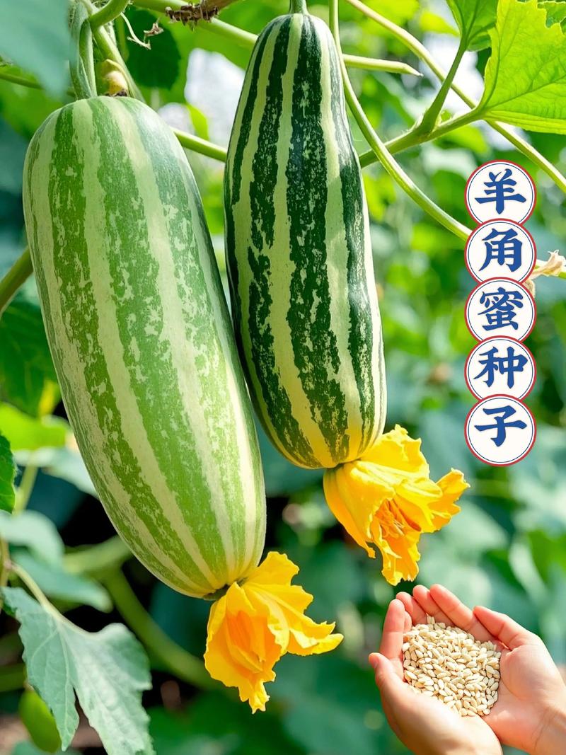 羊角蜜种子哪个品牌的好?种植老农推荐这4个,出芽率高口感甜脆 二、选购羊角蜜种子时,记得看这三点