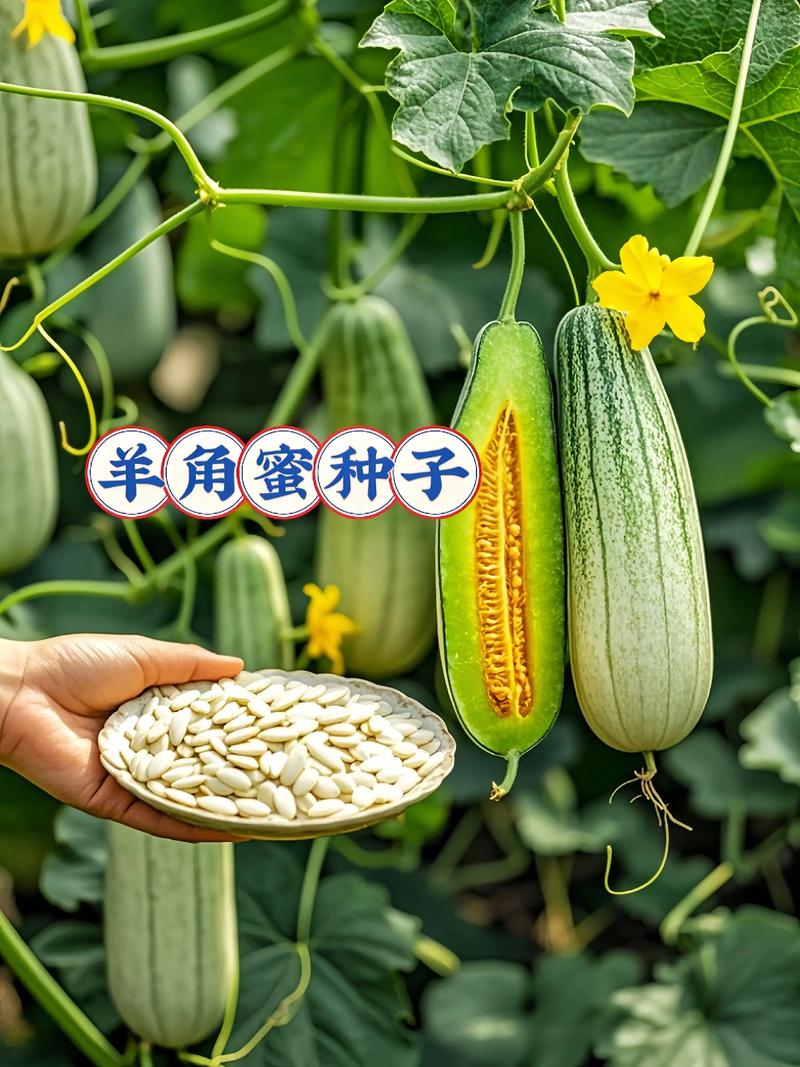 羊角蜜种子哪个品牌的好?种植老农推荐这4个,出芽率高口感甜脆 四、总结