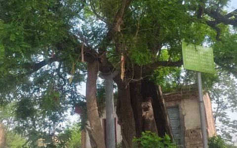 门口种槐树好不好？科学分析、安全距离与养护指南