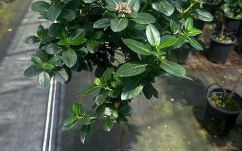 老鼠喜欢什么花？花园防鼠实用指南