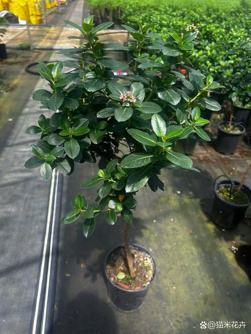 老鼠喜欢什么花?花园防鼠实用指南 引言