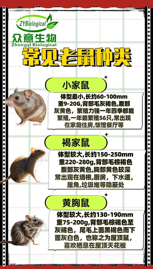 老鼠喜欢什么花?花园防鼠实用指南 老鼠偏爱的花卉种类