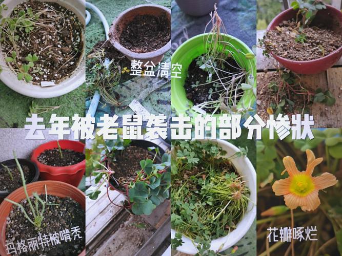 老鼠喜欢什么花?花园防鼠实用指南 老鼠不喜欢哪些植物?