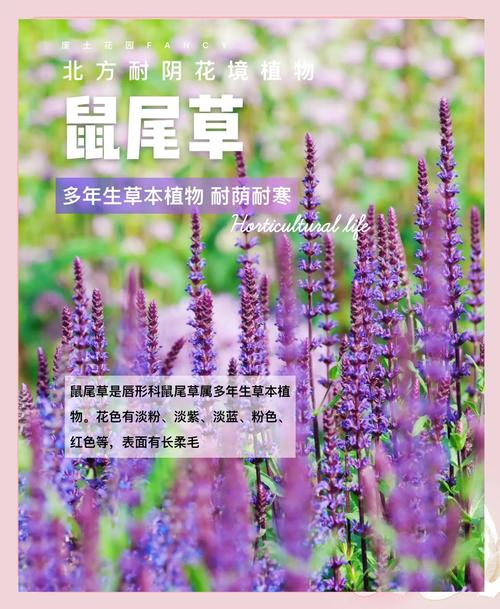 老鼠喜欢什么花?花园防鼠实用指南 如何有效保护花园花卉?
