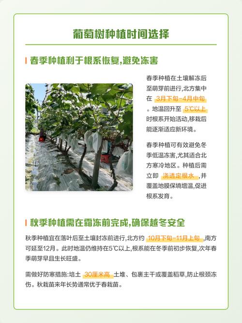 葡萄树什么时候栽种最好?春秋两季数据对比与操作指南 缓苗期管理:7-15天决定成活率