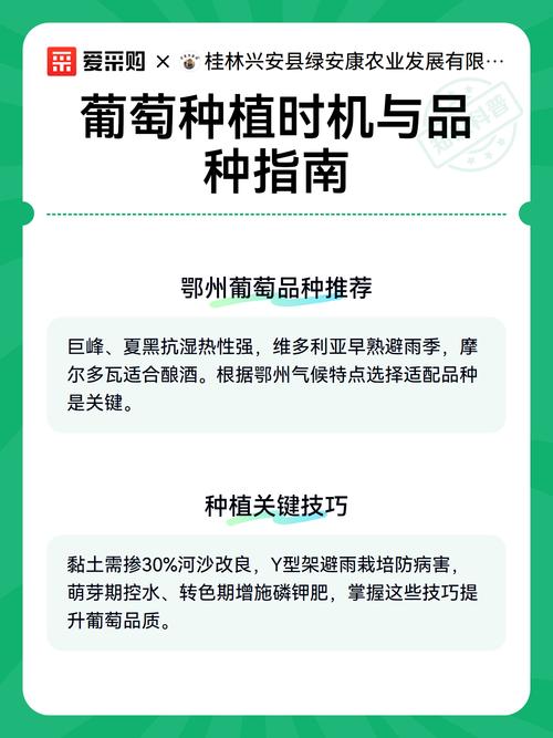 葡萄树什么时候栽种最好?春秋两季数据对比与操作指南 栽植深度与浇定根水:标准操作一步到位