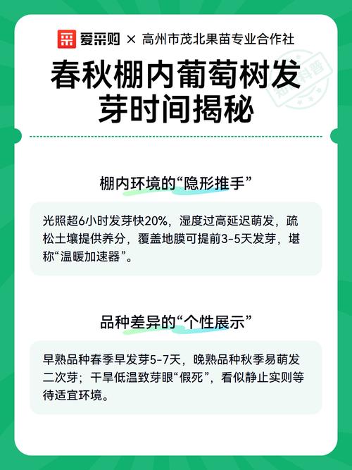 葡萄树什么时候栽种最好?春秋两季数据对比与操作指南 苗木采购质量判断:一看嫁接口、二看根系、三看苗龄
