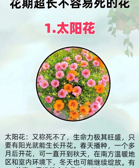 什么花耐晒花期长？5种全日照开花机器，阳台露台越晒越爆花