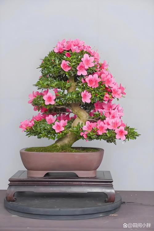 杜鹃花是招财还是破财?揭秘杜鹃花的风水寓意与家庭养护全攻略 杜鹃花是招财还是破财?揭秘杜鹃花的风水寓意与家庭养护全攻略