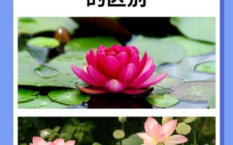 荷花、莲花与睡莲的区别：家庭水景种植全指南