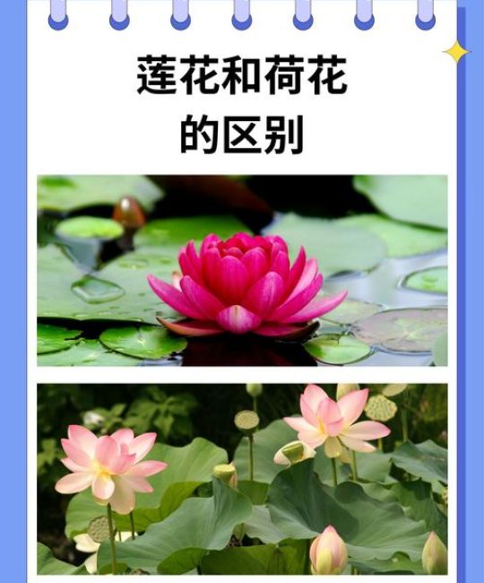 荷花、莲花与睡莲的区别：家庭水景种植全指南