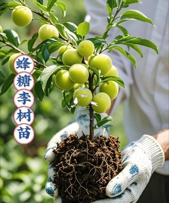 选对渠道买对苗：李子苗选购与种植全攻略
