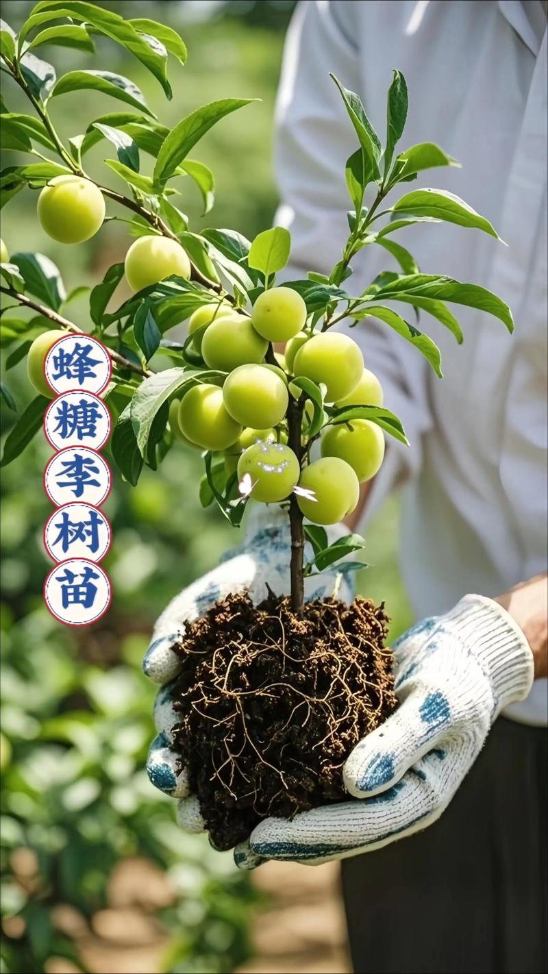 选对渠道买对苗：李子苗选购与种植全攻略