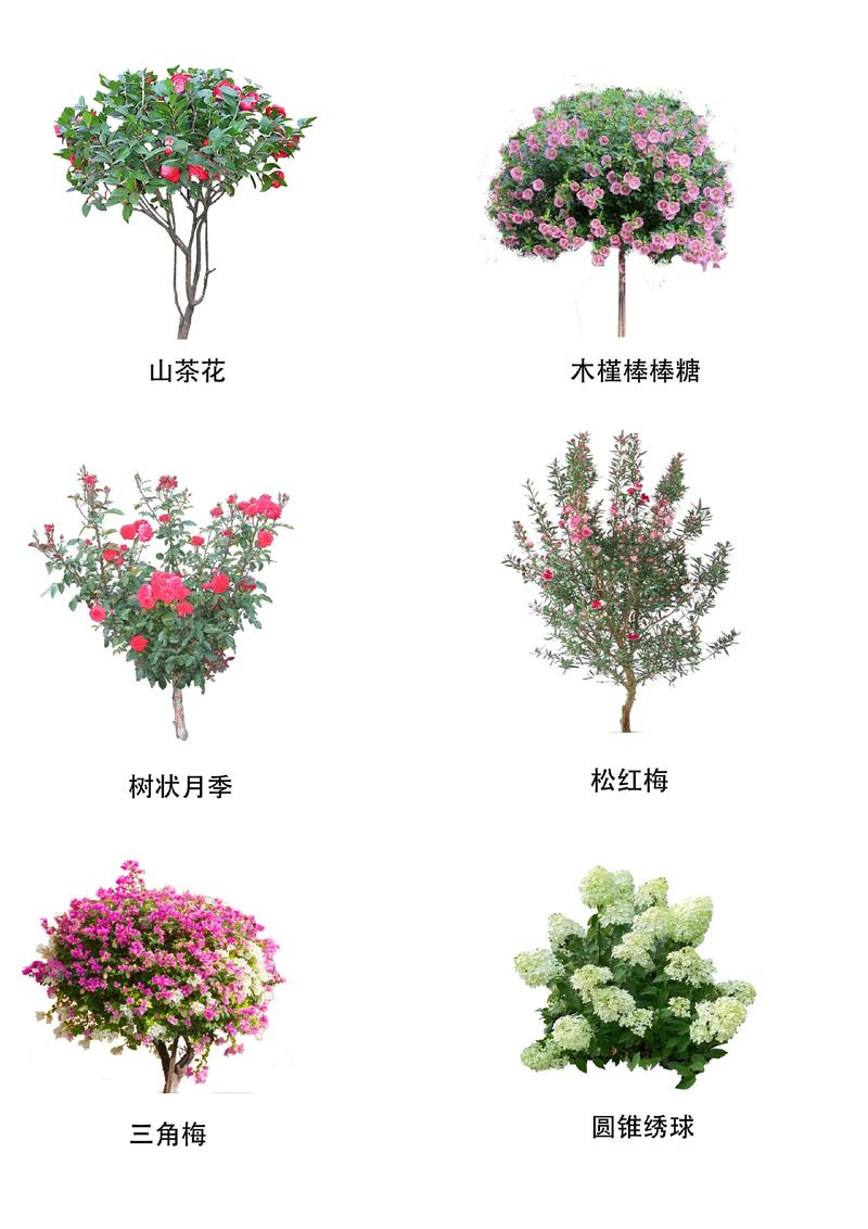 家的大门口栽什么树最好?园艺设计师推荐3种经典又安全的方案 推荐树种二:石榴(Punica granatum)