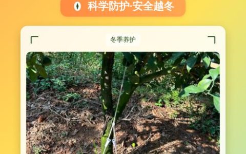 橘子树冬季怎么管理？家庭养护全攻略，让果树安全过冬