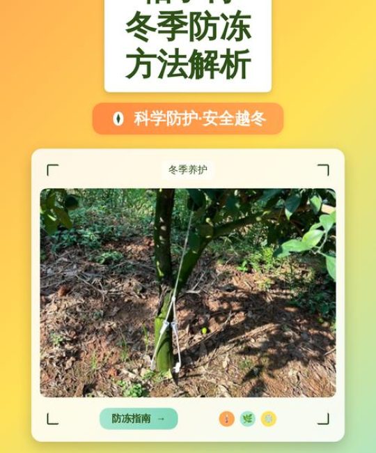 橘子树冬季怎么管理？家庭养护全攻略，让果树安全过冬