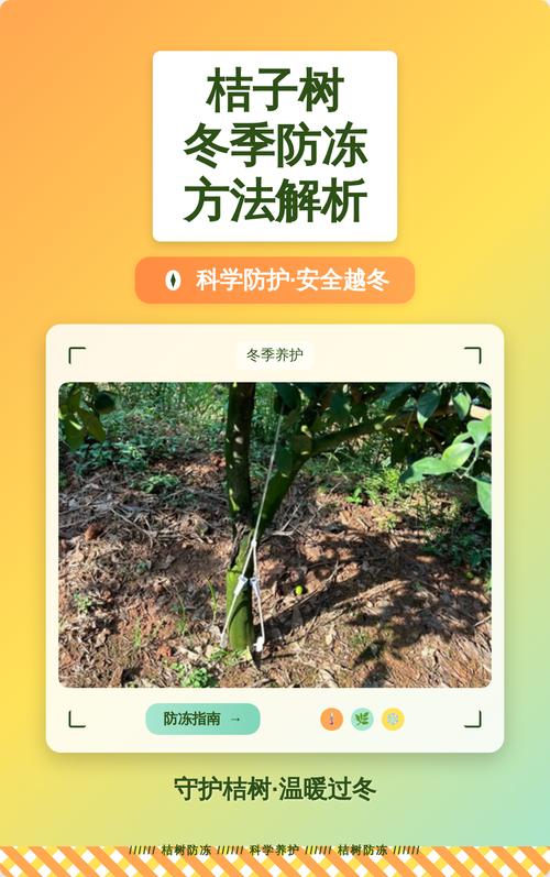 橘子树冬季怎么管理?家庭养护全攻略,让果树安全过冬 浇水:冬季控水,宁干勿湿是核心原则