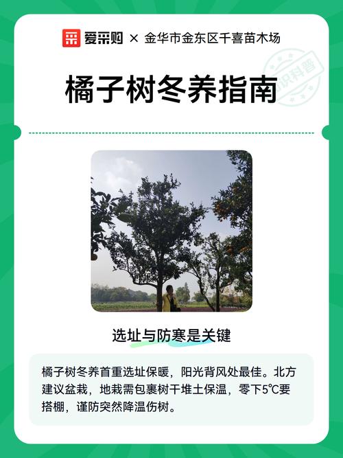 橘子树冬季怎么管理?家庭养护全攻略,让果树安全过冬 施肥:冬眠期停肥,让果树“休养生息”