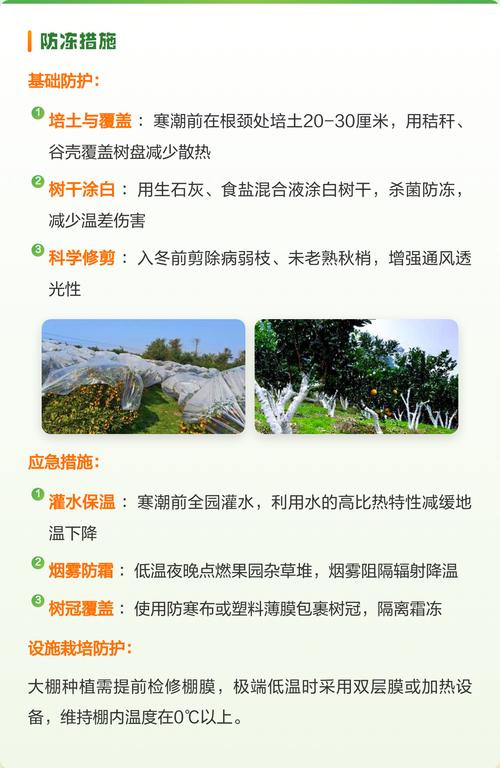 橘子树冬季怎么管理?家庭养护全攻略,让果树安全过冬 光照:充足光照是冬季养护的“营养剂”