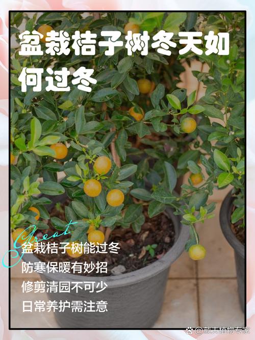 橘子树冬季怎么管理?家庭养护全攻略,让果树安全过冬 换盆/田间管理:冬季不宜换盆,以“静养”为主