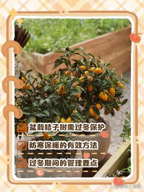 橘子树冬季怎么管理?家庭养护全攻略,让果树安全过冬 修剪:冬季修剪塑形,为来年开花打基础