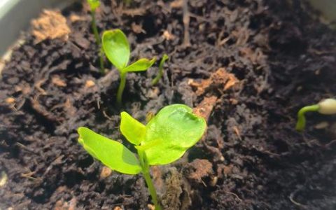 绿植有种子吗？揭开室内观叶植物的繁殖秘密