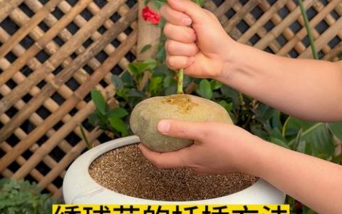 绣球花怎么扦插？先分品种，再选方法