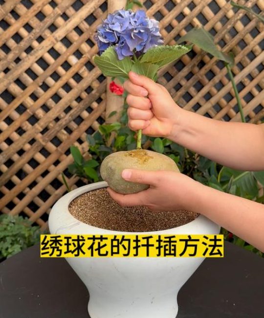 绣球花怎么扦插？先分品种，再选方法