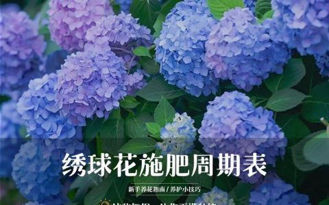 绣球种子种植方法和时间：从播种到移栽的全流程技术指南