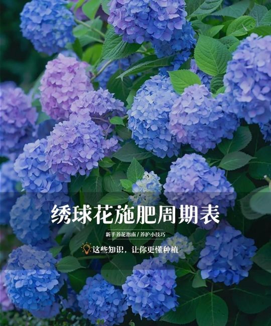 绣球种子种植方法和时间：从播种到移栽的全流程技术指南