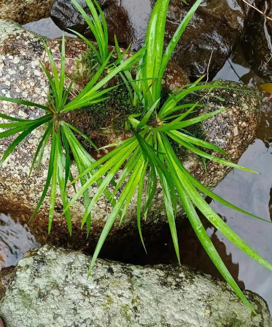 吸水石种什么菖蒲好？三大品种选择与养护全攻略