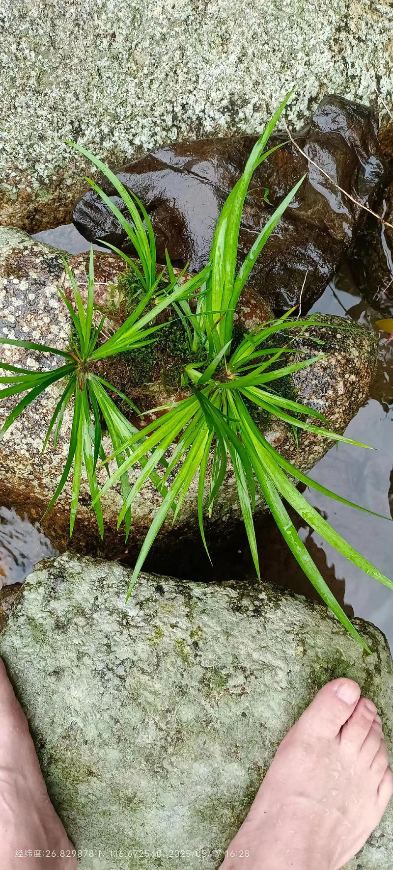 吸水石种什么菖蒲好?三大品种选择与养护全攻略 吸水石菖蒲品种基础档案