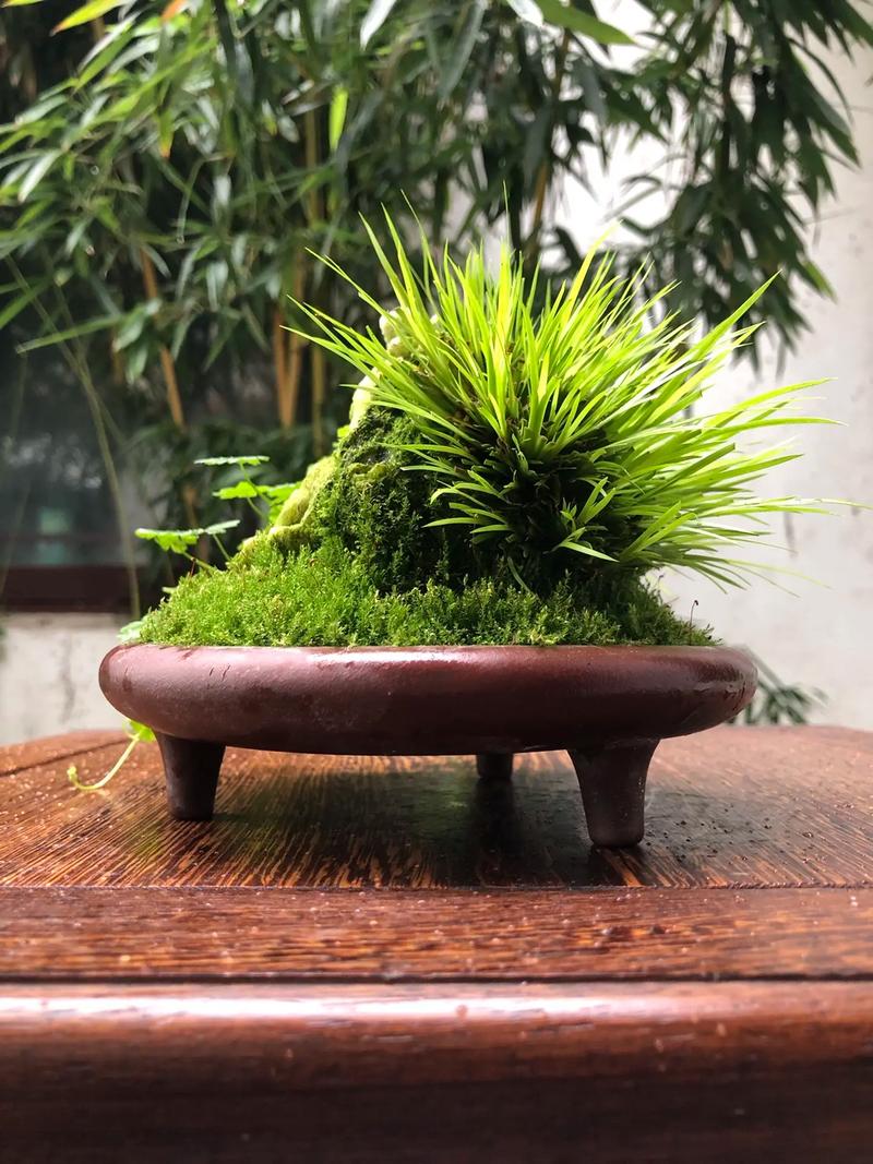吸水石种什么菖蒲好?三大品种选择与养护全攻略 常见误区与纠正