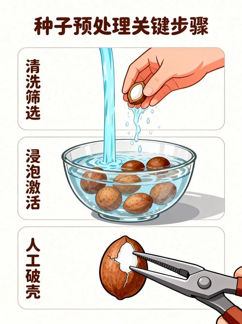 如何种枇杷籽:从种子到结果全流程操作指南 品种特性与结果年限