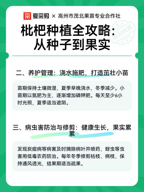 如何种枇杷籽:从种子到结果全流程操作指南 第四步:播种后管理——保湿和遮阴