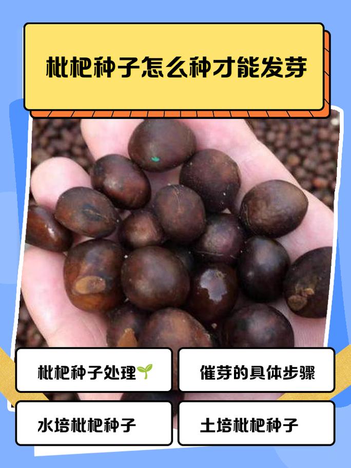 如何种枇杷籽:从种子到结果全流程操作指南 常见问题应对