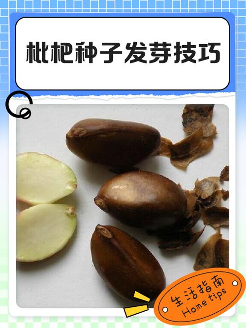 如何种枇杷籽:从种子到结果全流程操作指南 第五步:幼苗移栽与后续管理